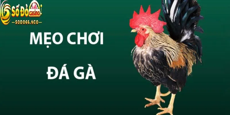 Mẹo đá gà online